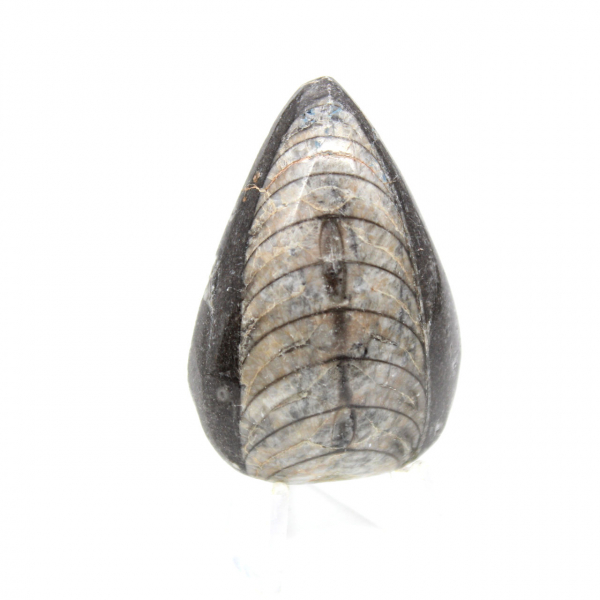 Orthoceras fósseis do Marrocos