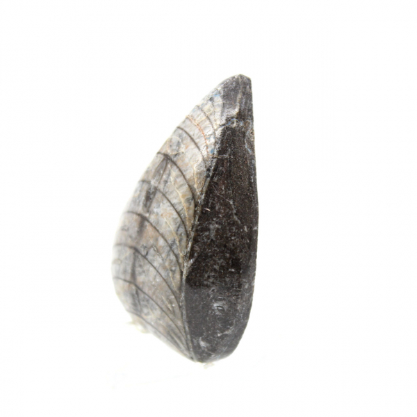 Orthoceras fósseis do Marrocos