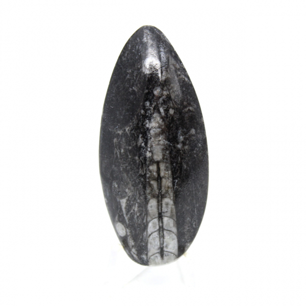 Orthoceras fóssil