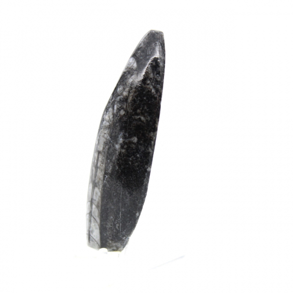 Orthoceras fóssil