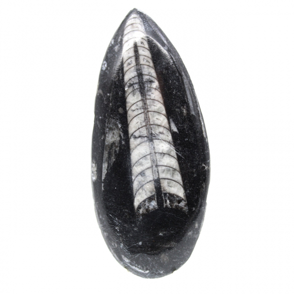 Orthoceras fósseis do Marrocos