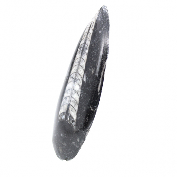 Orthoceras fósseis do Marrocos