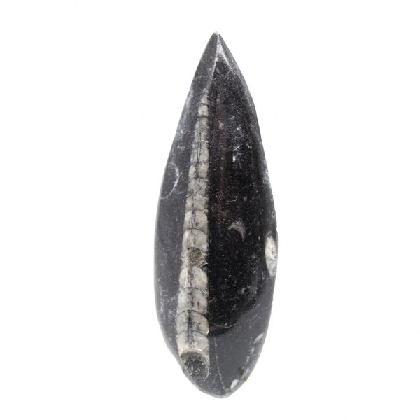 Orthoceras fóssil