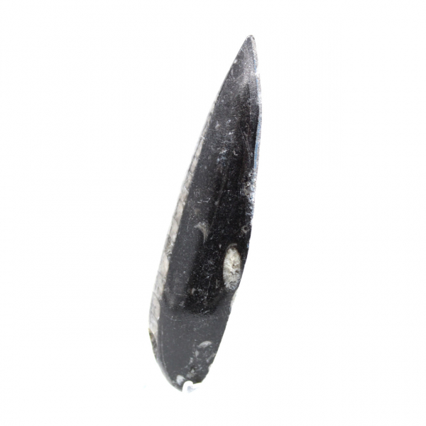 Orthoceras fóssil
