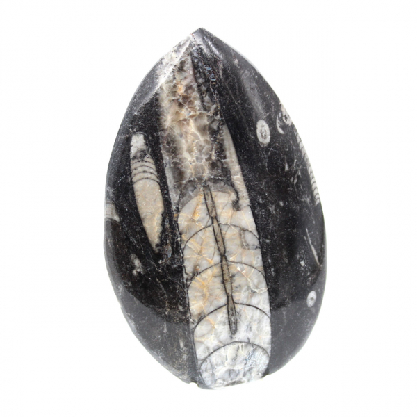 Orthoceras fósseis do Marrocos
