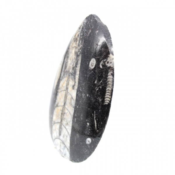 Orthoceras fósseis do Marrocos