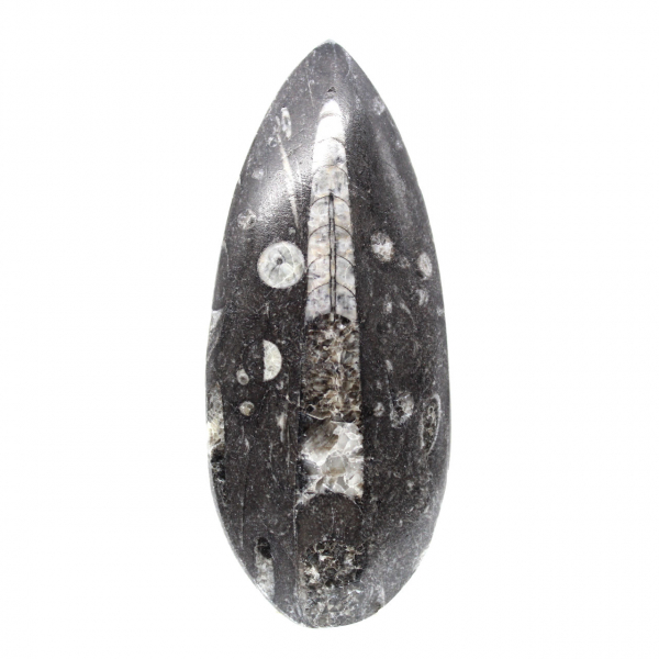 Orthoceras fóssil