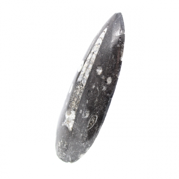 Orthoceras fóssil