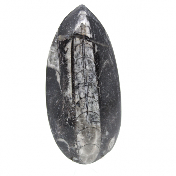 Orthoceras fósseis do Marrocos