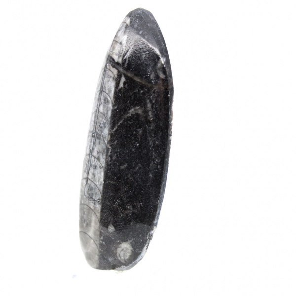 Orthoceras fósseis do Marrocos