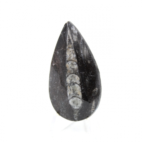Orthoceras fóssil