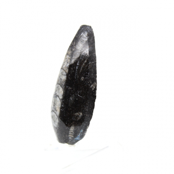 Orthoceras fóssil