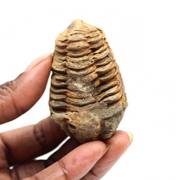 Trilobita fóssil