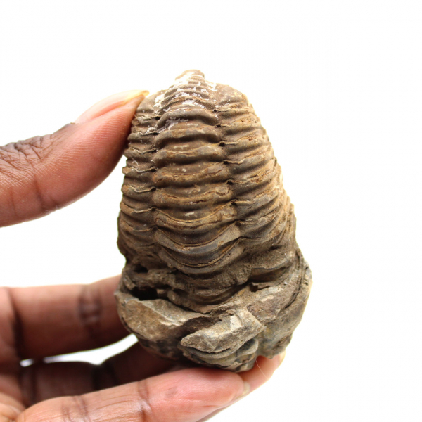 Trilobita fóssil