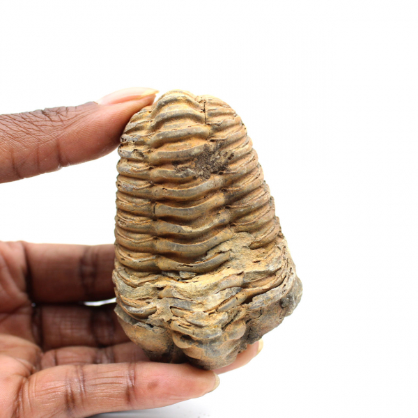 Trilobita fóssil