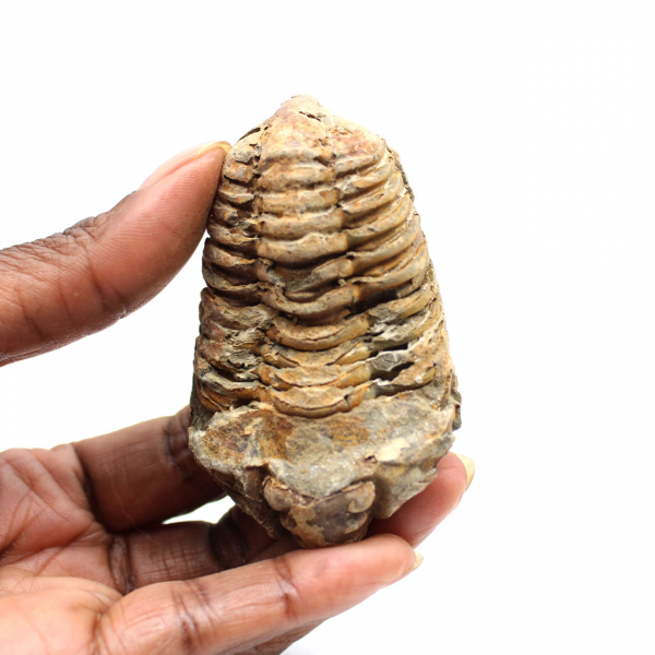 Trilobita fóssil