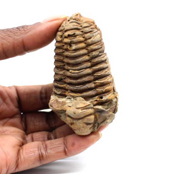 Trilobita fóssil