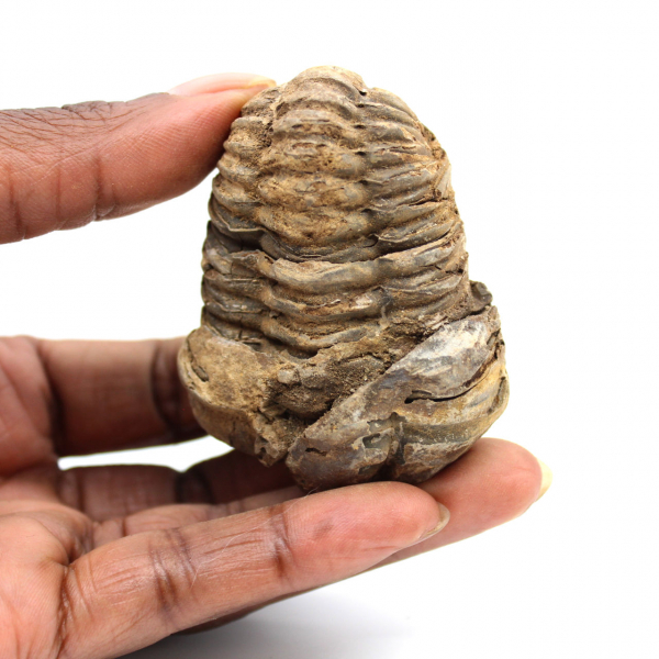 Trilobita fóssil
