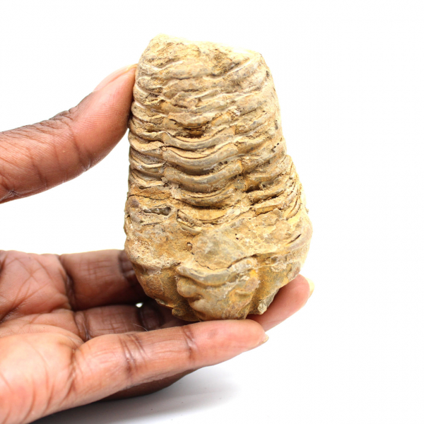 Trilobita fóssil