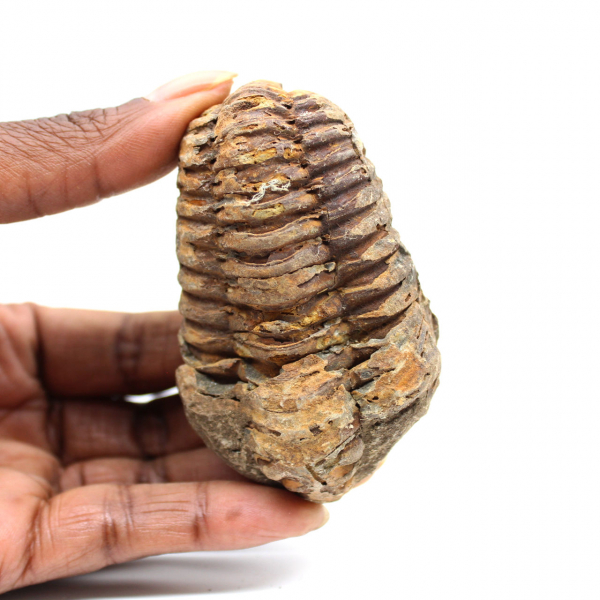 Trilobita fóssil