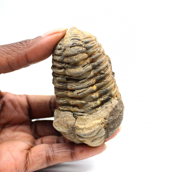 Trilobita fóssil