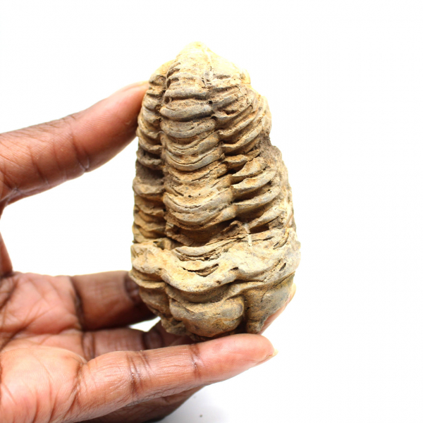 Trilobita fóssil
