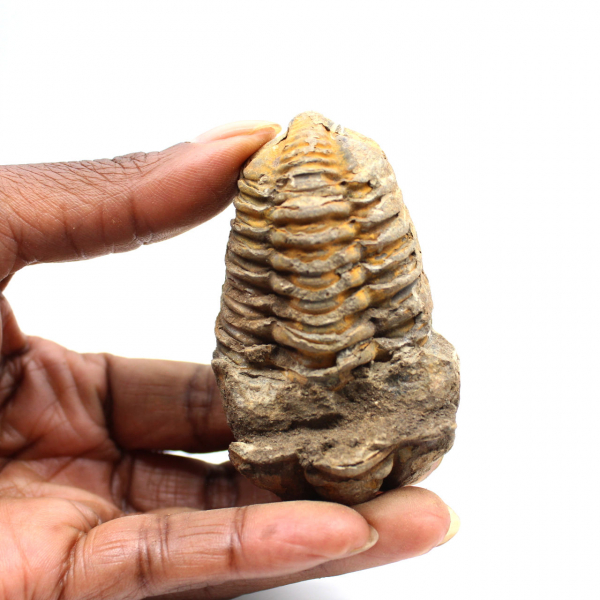 Trilobita fóssil