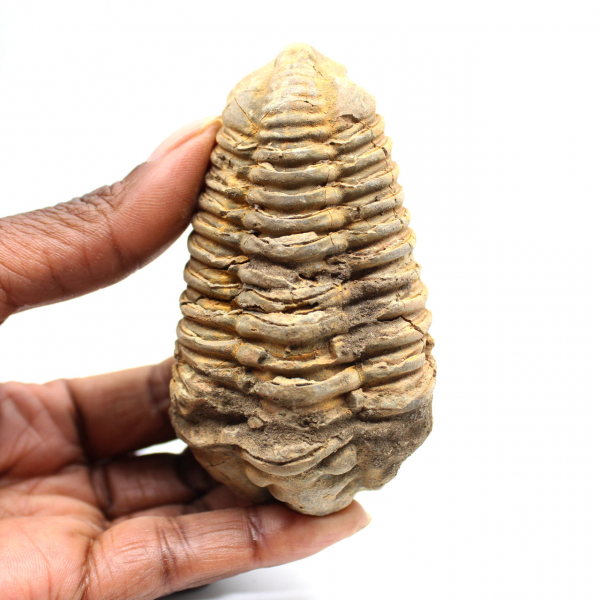 Trilobita fóssil