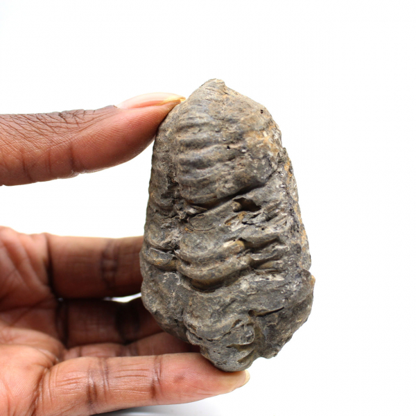 Trilobita fóssil