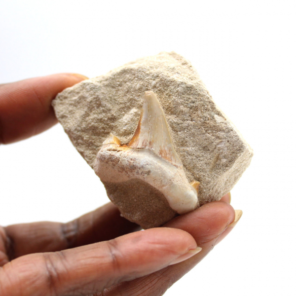 Dente fóssil de Otodus