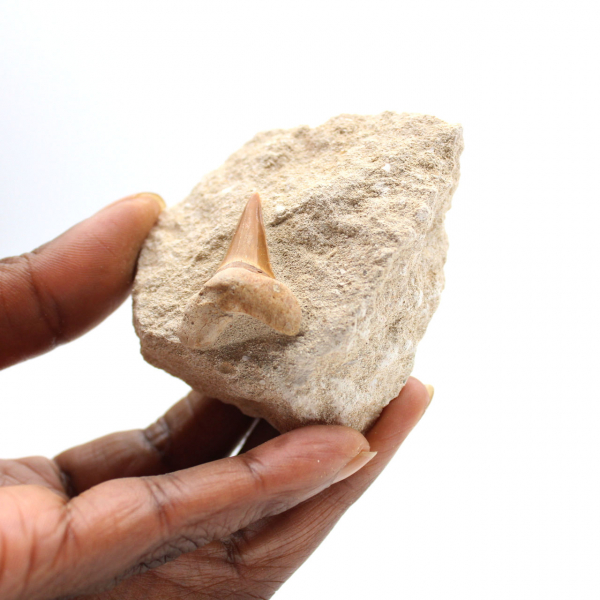 Dente fóssil de Otodus do Marrocos