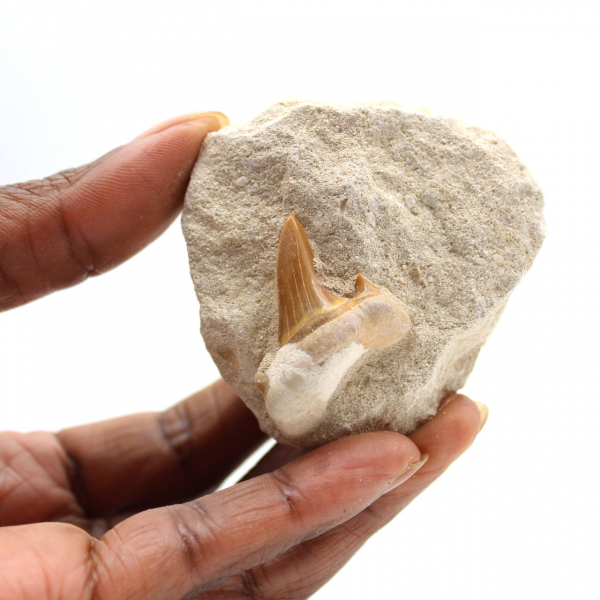 Dente fóssil de Otodus