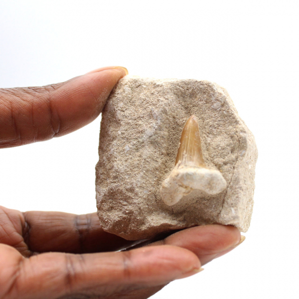 Dente fóssil de Otodus