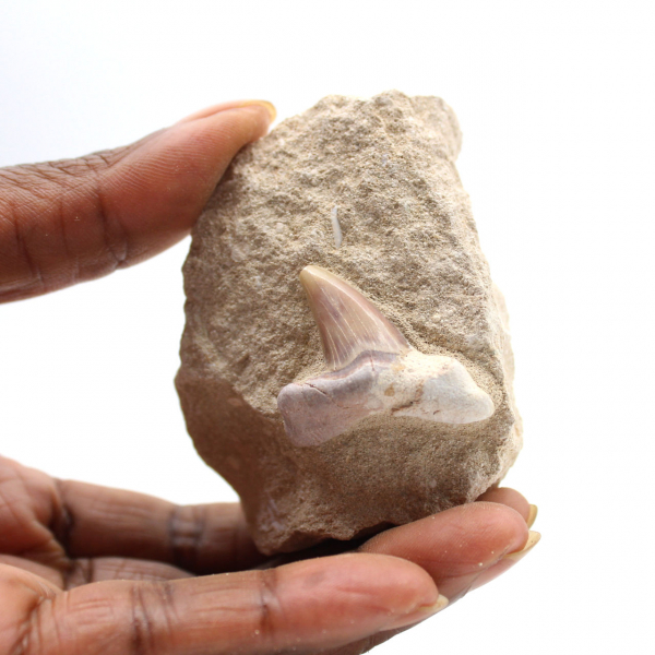 Dente fóssil de Otodus