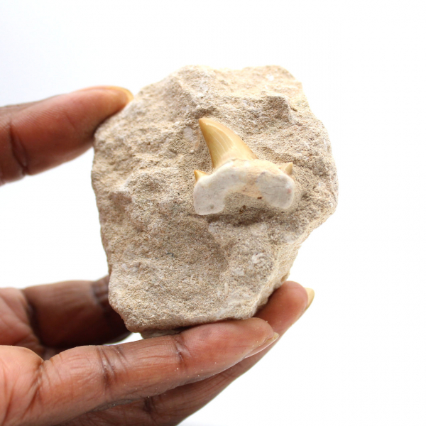 Dente fóssil de Otodus do Marrocos