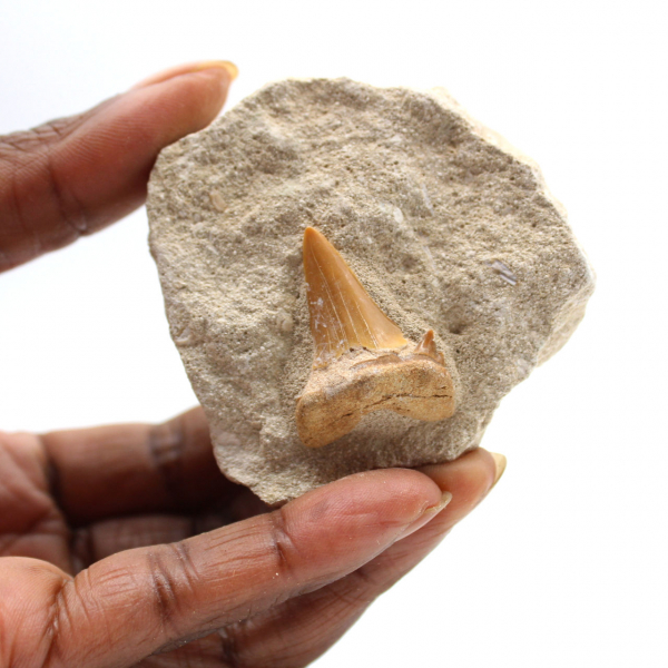 Dente fóssil de Otodus