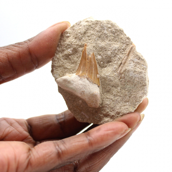 Dente fóssil de Otodus