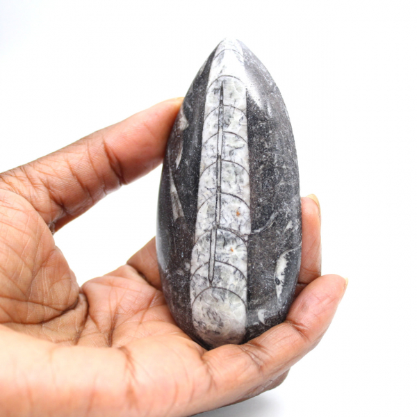 Orthoceras fósseis do Marrocos