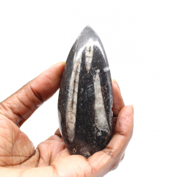 Orthoceras fósseis do Marrocos