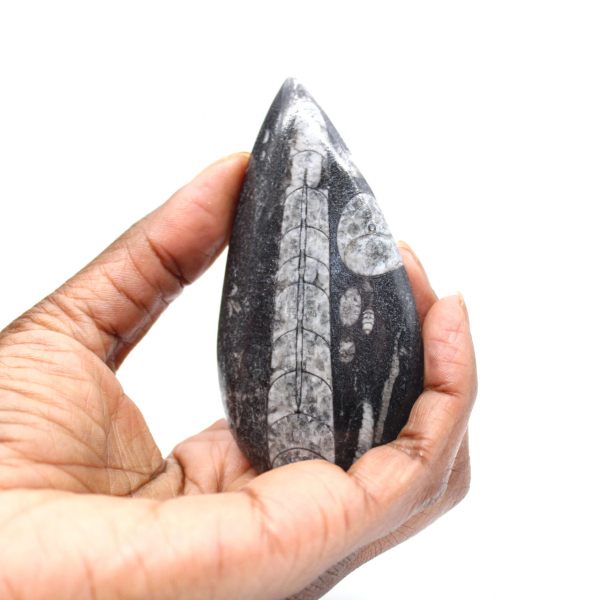 Orthoceras fóssil