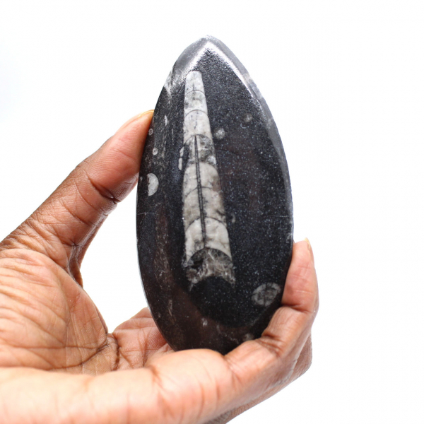 Orthoceras fósseis do Marrocos