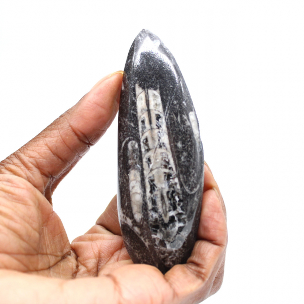 Orthoceras fóssil