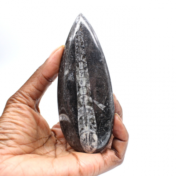 Orthoceras fóssil