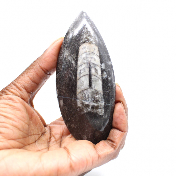 Orthoceras fósseis do Marrocos