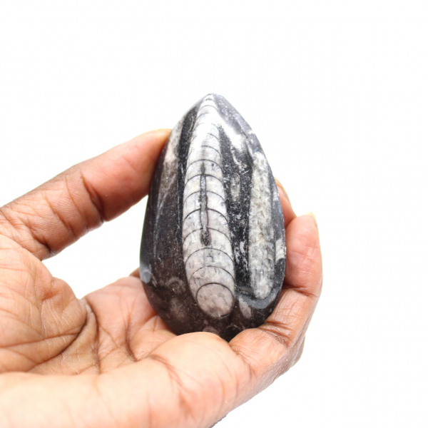 Orthoceras fósseis do Marrocos