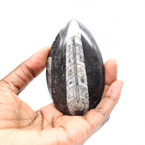 Orthoceras fóssil