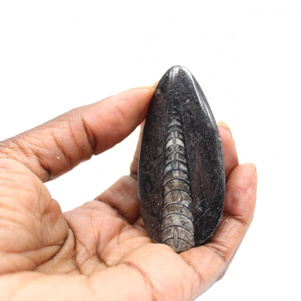 Orthoceras fósseis do Marrocos