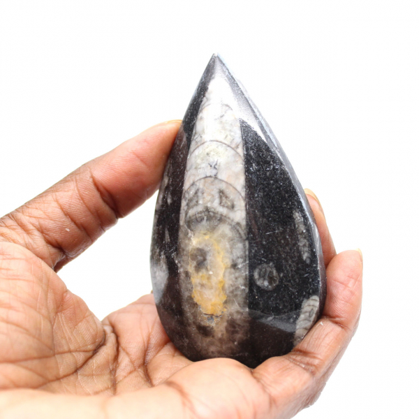 Orthoceras fóssil