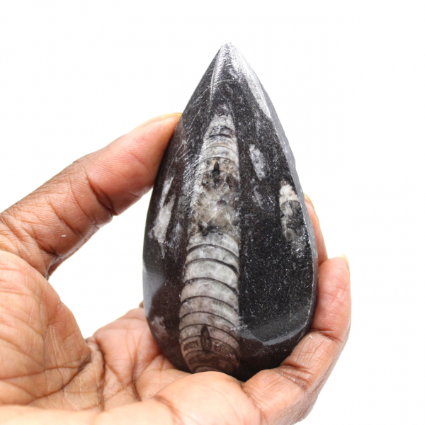 Orthoceras fósseis do Marrocos