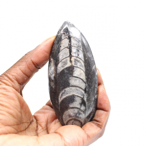 Orthoceras fóssil